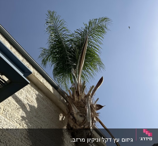 עץ דקל ליד גג בניין